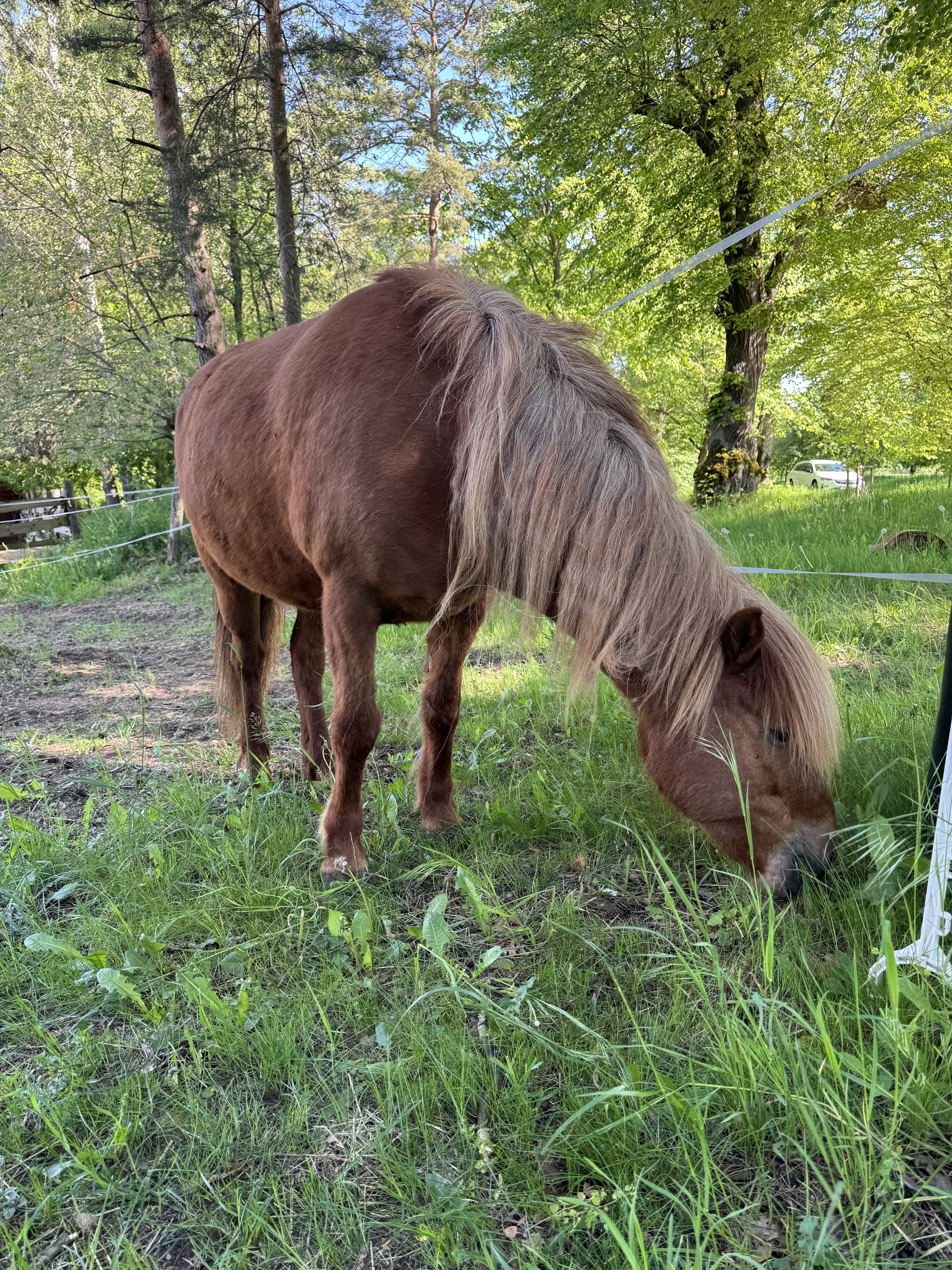 Islandpferd grast auf einer Wiese im warmen Abendlicht
