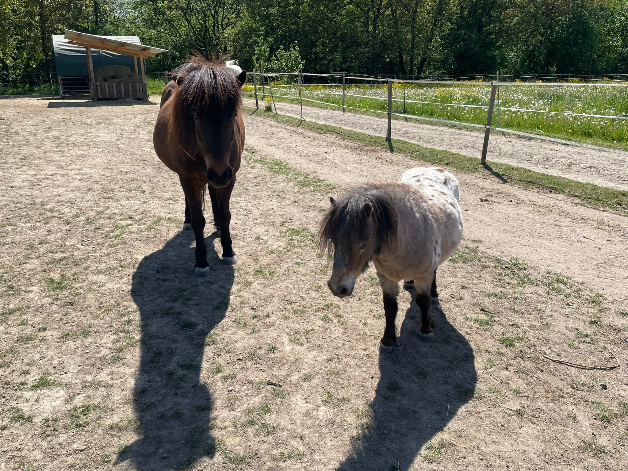 Atla — Isländerstute und Therapiepferd bei Hestura