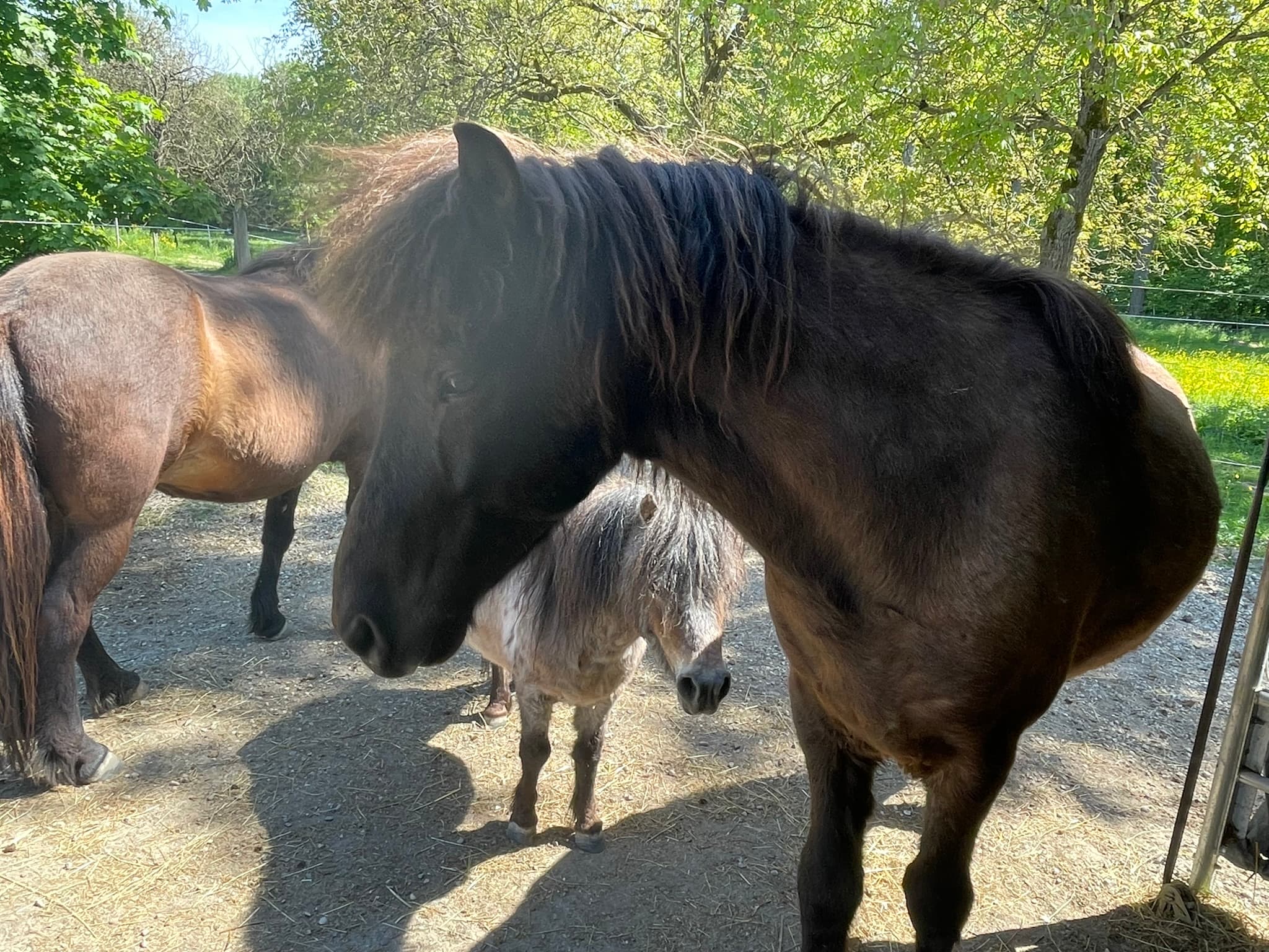 Galdrastein — Isländer und Therapiepferd bei Hestura