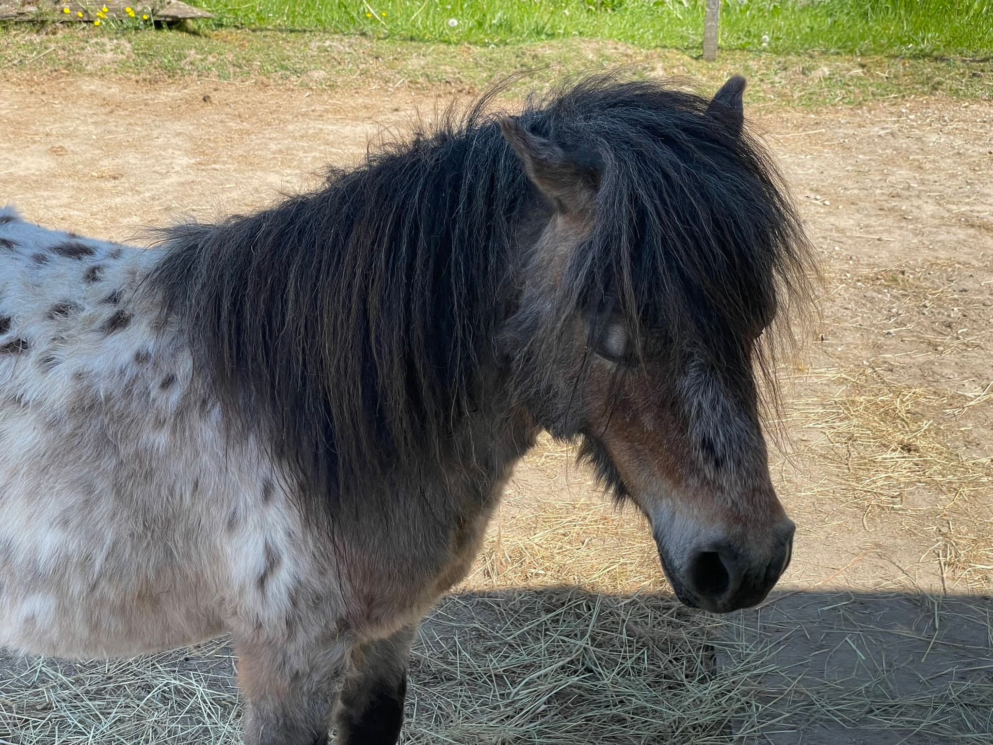 Pünkti — Shetlandpony und Therapiepferd bei Hestura