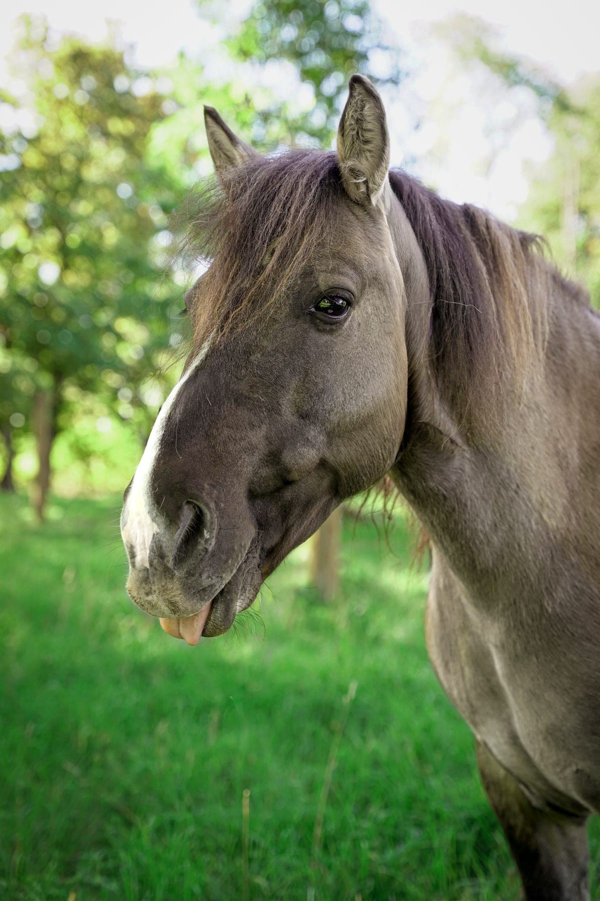 Jimmy — Konik und Therapiepferd bei Hestura