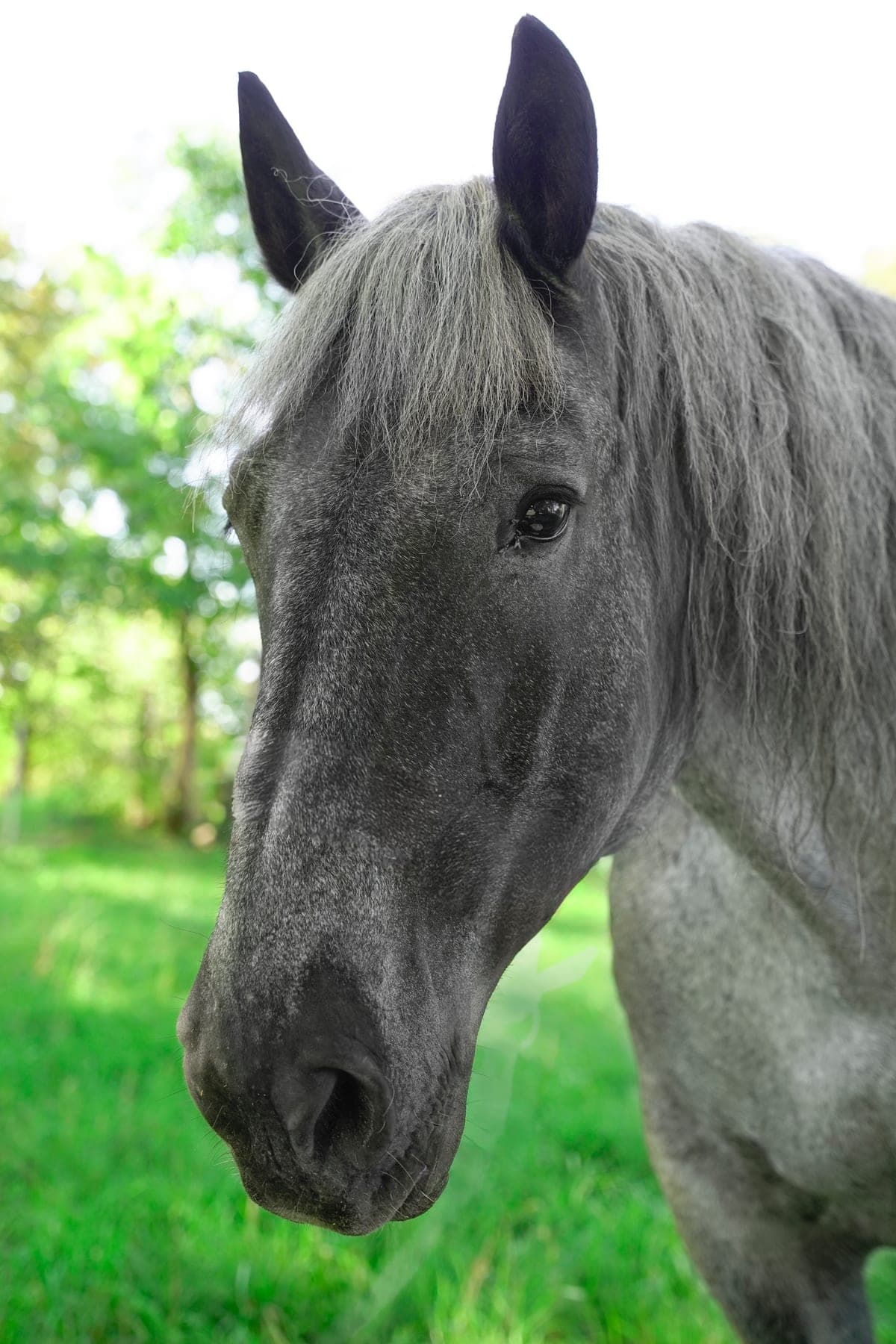 Lorelei — Norikerstute und Therapiepferd bei Hestura