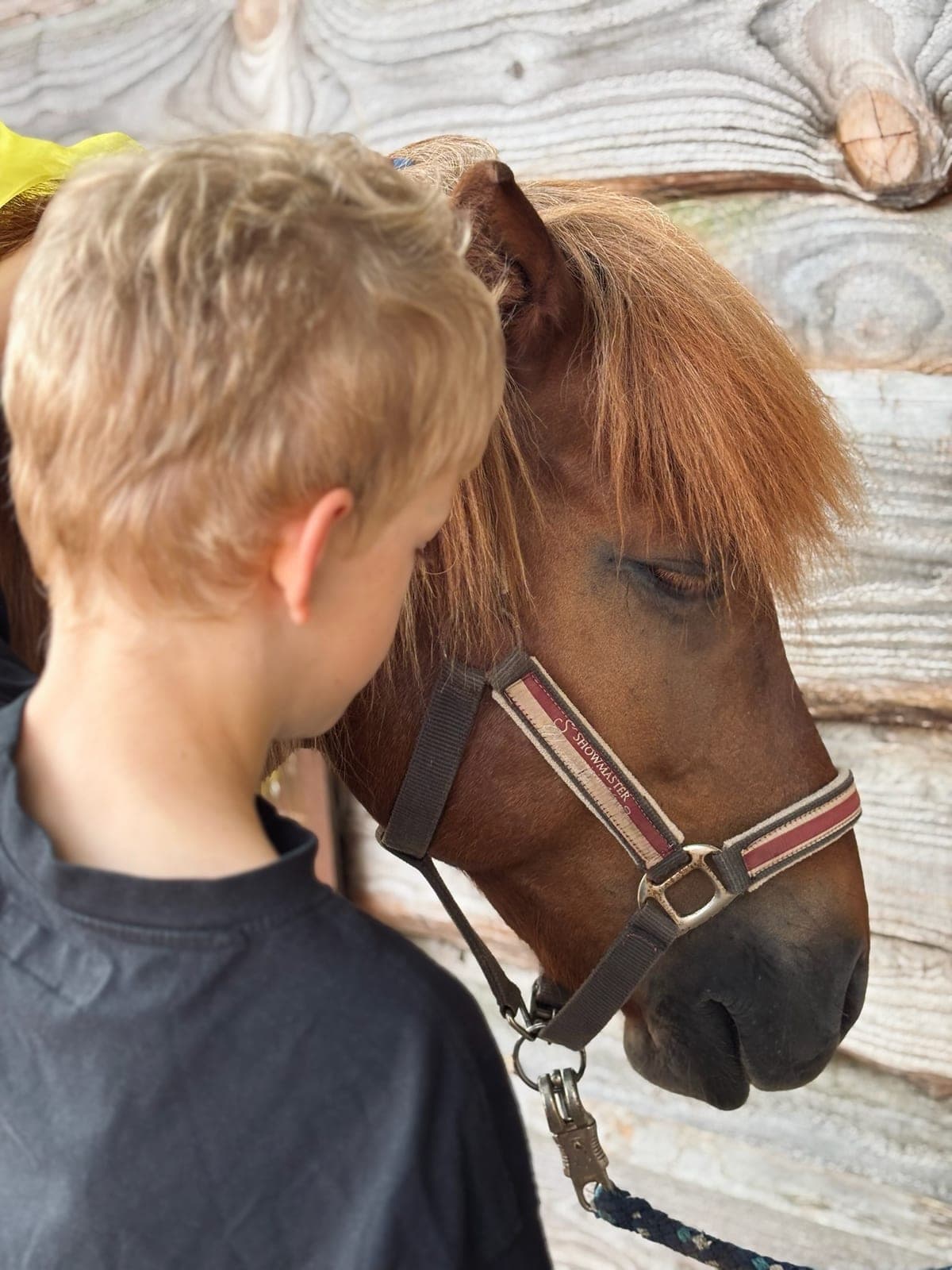 Pony senkt den Kopf zu einem Kind, das dicht daneben steht